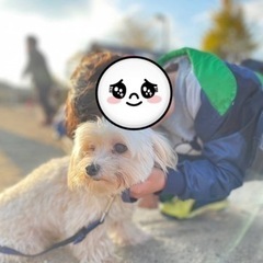 マルチーズ