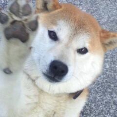 お困り事解決致します