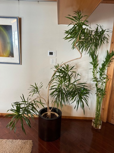 観葉植物「ドラセナ」大