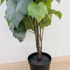 偽物の植物の画像