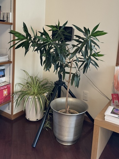 観葉植物「ドラセナ」中