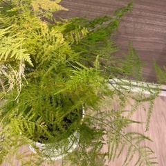 観葉植物　アスパラガスの画像