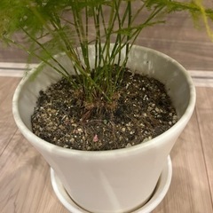 観葉植物　アスパラガスの画像