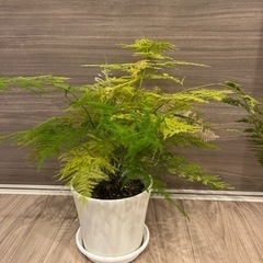 観葉植物　アスパラガスの画像