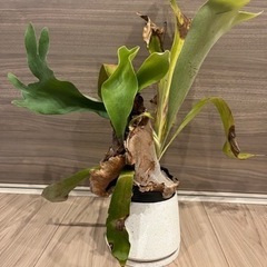 観葉植物　ビカクシダの画像