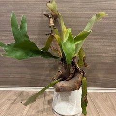 観葉植物　ビカクシダの画像