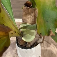 観葉植物　ビカクシダの画像