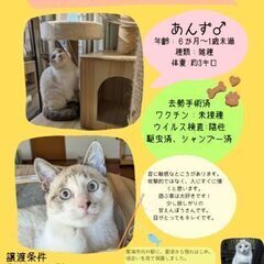 生後半年前後😄あんずくん😺 − 愛知県