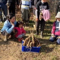 自然薯(山芋)掘り体験しませんか？の画像