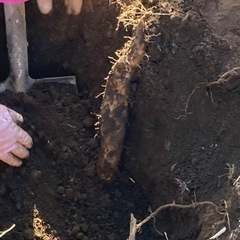 自然薯(山芋)掘り体験しませんか？の画像