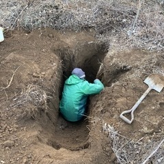 自然薯(山芋)掘り体験しませんか？の画像