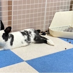 ミニうさぎ　オス　1才8ヶ月　里親探し専門業者様に依頼しました
