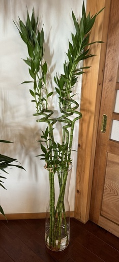 観葉植物「バンブー」