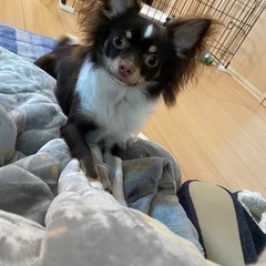 チワワの男の子。大切に育ててくださる方。