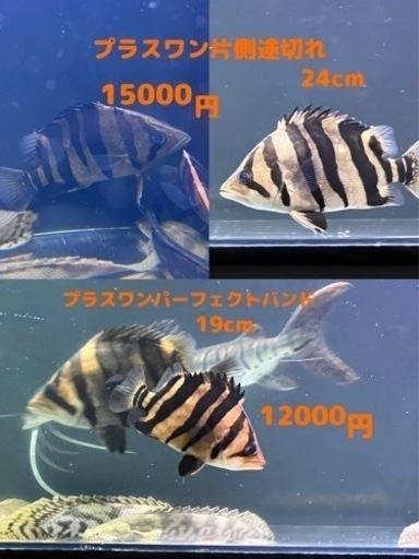 熱帯魚   ダトニオ  ※引き取り限定