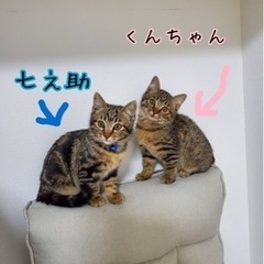 仲良し三兄弟🫶🏻💙💙💙 - 北九州市