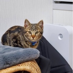 仲良し三兄弟🫶🏻💙💙💙 - 猫