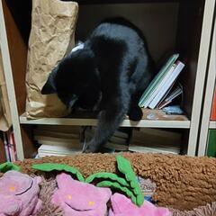 初代　ハネッコ　ぬいぐるみ