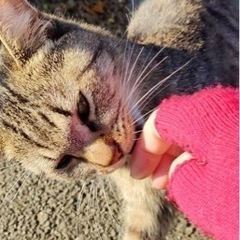 緊急募集します‼️