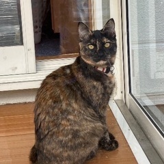 サビ猫🐈きーちゃん