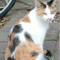 元飼い猫です