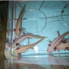 ウーパールーパー . の画像