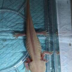 ウーパールーパー . の画像