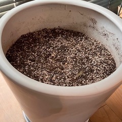 植木鉢 大型 10号 ホワイトの画像