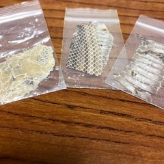 蛇の皮の画像