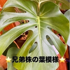 モンステラの画像