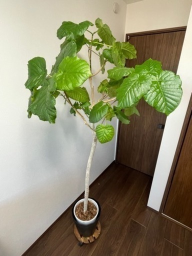 観葉植物　ウンベラータ