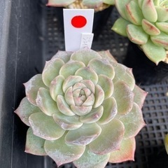 多肉植物 ジェイドフェイス 他にも色々あります(*^^*)