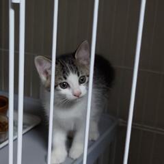 ただいまトライアル中募集停止 2ヶ月～3ヶ月の子猫
