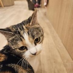 私は、猫が大好きです