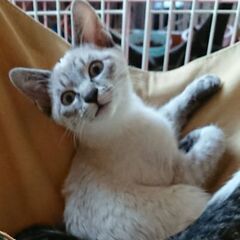子猫３兄弟元気いっぱい生後４ヶ月