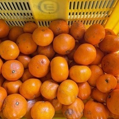 早い者勝ち！売り尽くしセール！蒲郡みかん