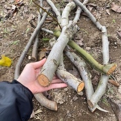 梨の木の側枝 原木 薪