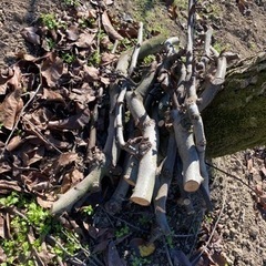 梨の木の側枝 原木 薪の画像