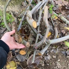 梨の木の側枝 原木 薪の画像