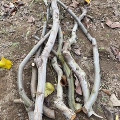 梨の木の側枝 原木 薪の画像