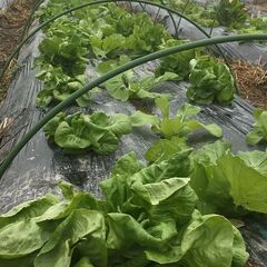 恩送りお野菜セット（12月）のご案内。お困りの方に無償で自然栽培...