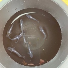 メダカ売ります！（ムラサキ）