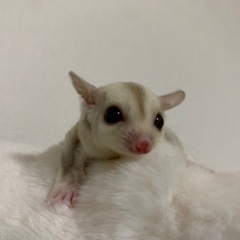 フクロモモンガ クリミノモザイク♂
