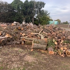 未乾燥薪（シラカシ）1㎥！ 薪ストーブなどにいかがですか？