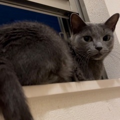 3歳のロシアンブルーです。