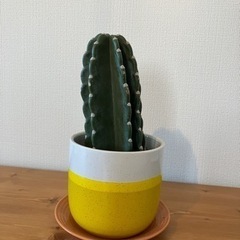 観葉植物　サボテン