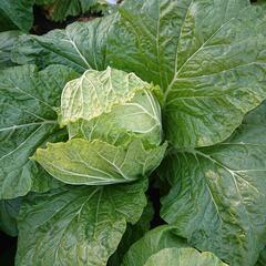 🥬白菜お譲り致します。