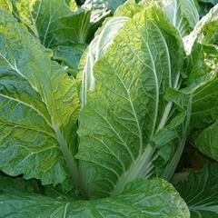 🥬白菜お譲り致します。の画像
