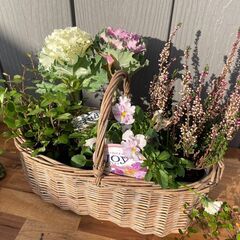 冬のお花　カゴ寄せ植え教室