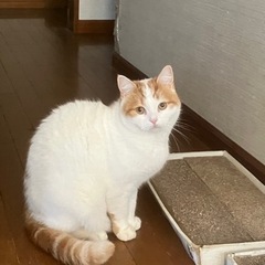 スコティッシュフォールド オス 4才 血統書付